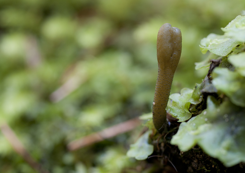 Microglossum viride